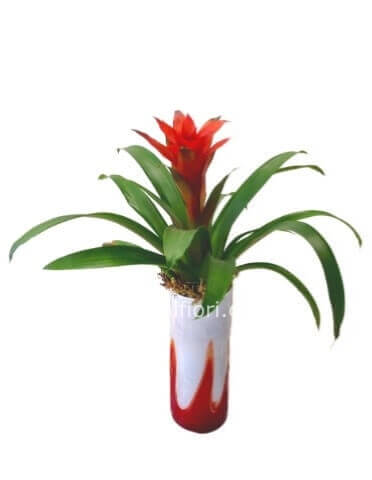 Pianta di guzmania in vaso confezionata