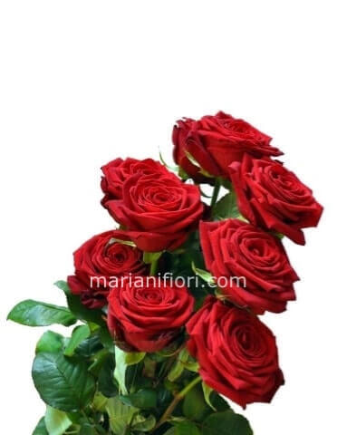 Rose rosse da comporre in mazzo per numero di steli alteza 80cm