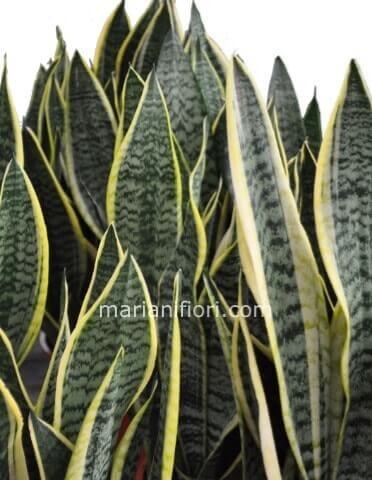 Pianta di sanseveria