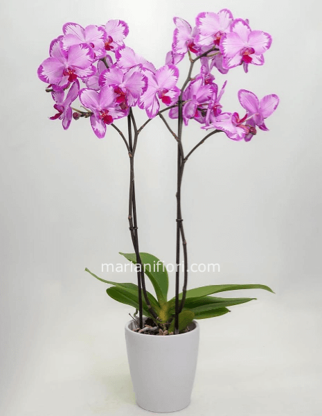 Pianta di Phaleonopsis, diversi colori a richiesta.