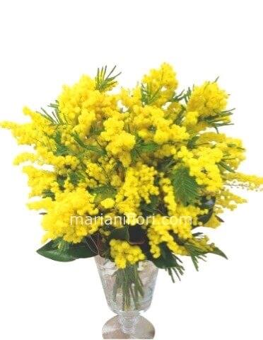 Bouquet di mimosa Piccolo