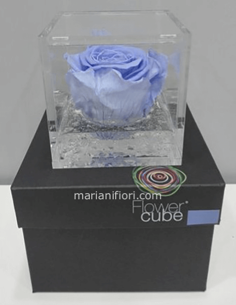 Flowercube Celeste
