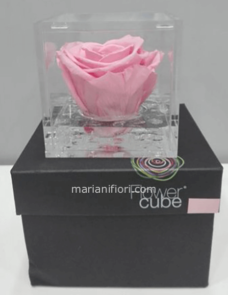 Flowercube Rosa