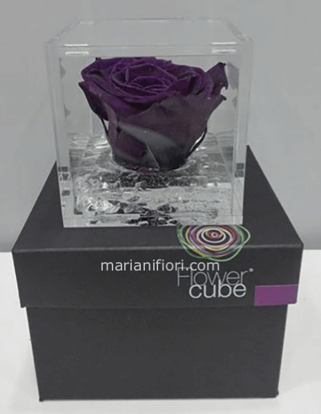 Flowercube Viola