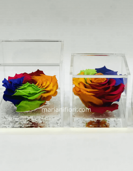 Rosa Rainbow Stabilizzate Mis. 8x8