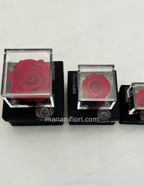 Rose Stabilizzate Mis. 6x6