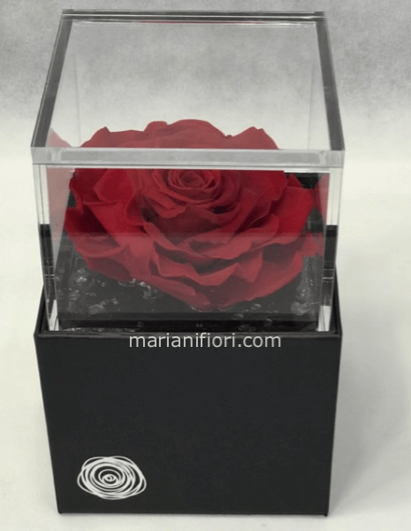 Rosa stabilizzata singola