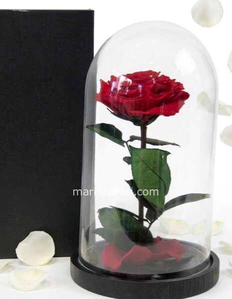 Rosa incantata grande