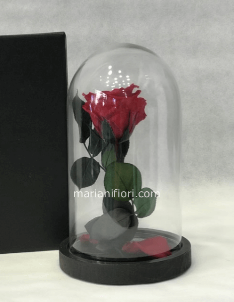 Rosa incantata piccola