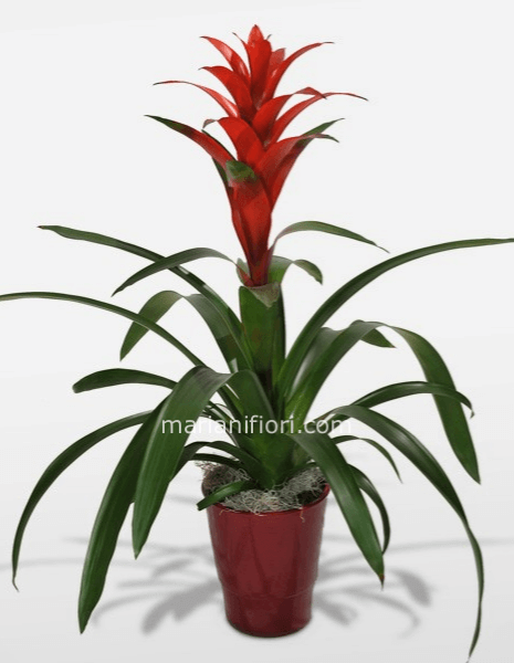 Pianta di guzmania in vaso confezionata