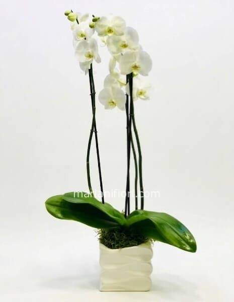 Pianta di Phaleonopsis,