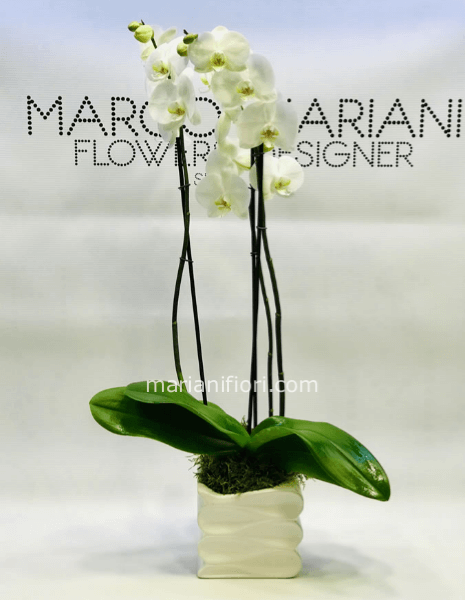 Pianta di Phaleonopsis con vaso in ceramica