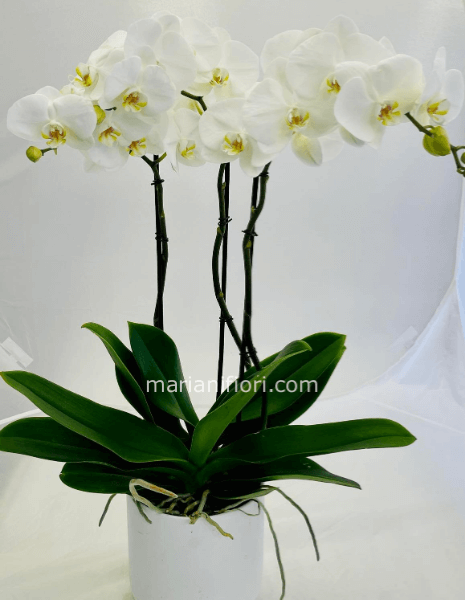 Pianta di orchidea phalaenopsis 3 rami vaso 21  compresa di vaso in ceramica