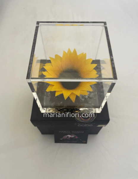 Girasole stabilizzato 12x12