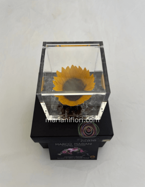 Girasole stabilizzato 8x8
