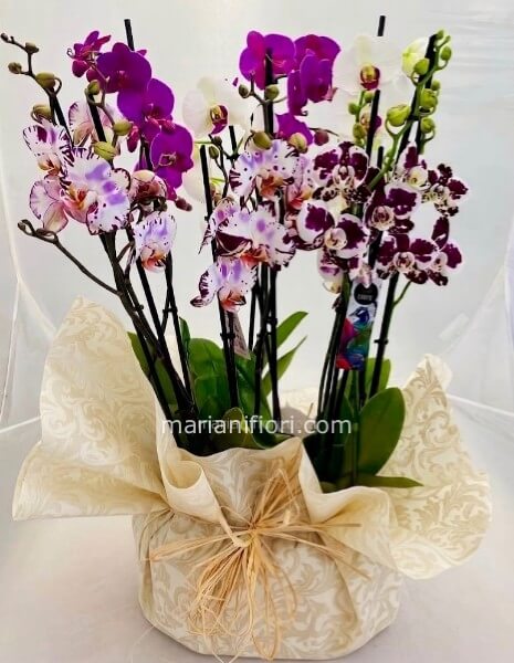 Cesto Piante orchidee