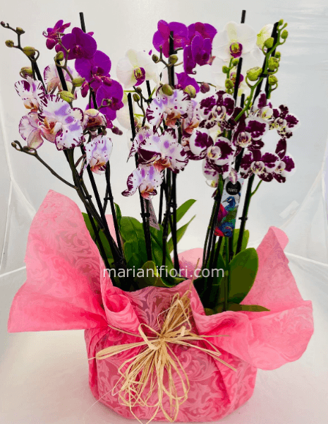 Cesto 4 piante di orchidee