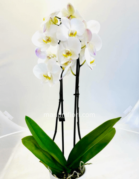Orchidea Phalaenopsis Bianca senza vaso in ceramica