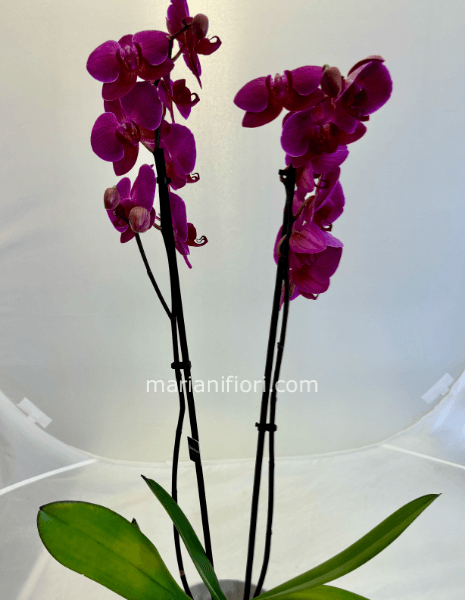 Orchidea phaleonopsis Viola senza vaso in ceramica