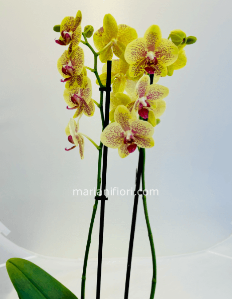 Orchidea phaleonopsis Gialla