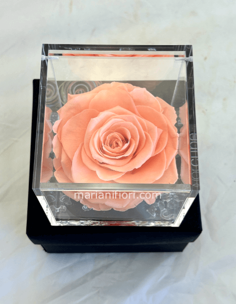 Rosa stabilizzata Pesca 10x10 in plexiglass