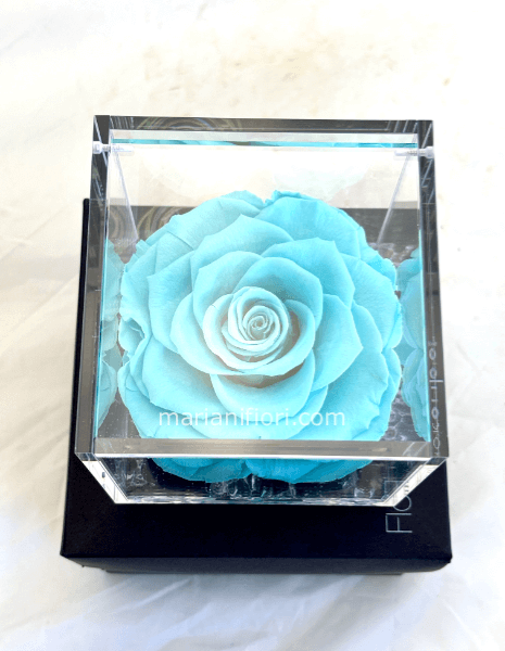 Rosa stabilizzata Turchese 10x10 in plexiglass