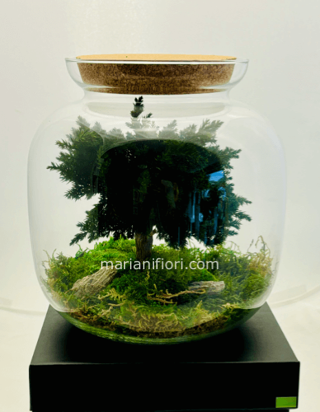 TERRARIUM GREEN BONSAI