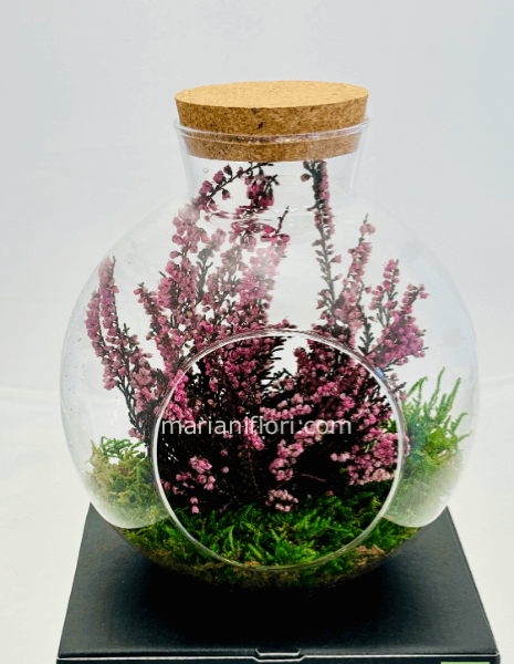 TERRARIUM ERICA STABILIZZATO