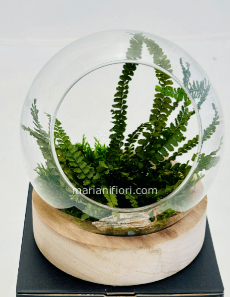 TERRARIUM GREEN FELCE E MUSCHIO STABILIZZATO MEDIO