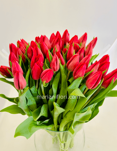 Tulipani Olanda Per Steli