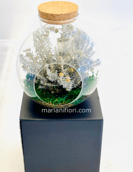 TERRARIUM OZOTAMUS STABILIZZATO