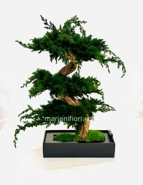 BONSAI JUNIPERUS STABILIZZATO PEMIUM