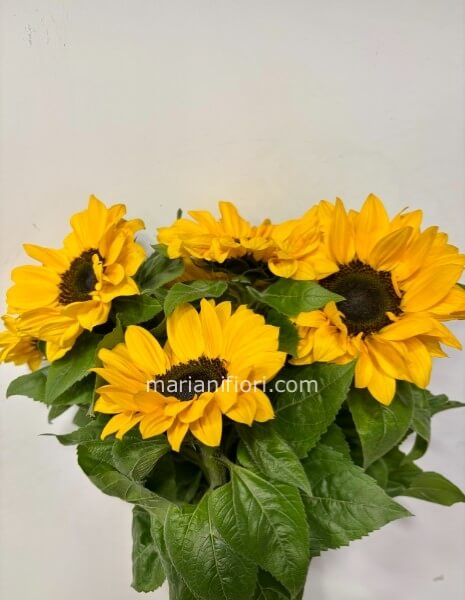 GIRASOLI PER NUMERO DI STELI