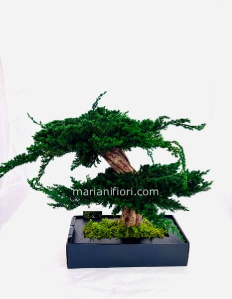 BONSAI JUNIPERUS STABILIZZATO PPREMIUM H 50
