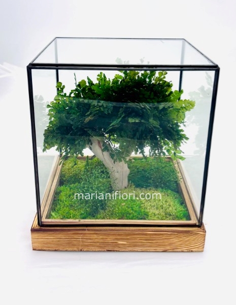 BONSAI ADIANTUM IN THECA GLASS 20X23 STABILIZZATO