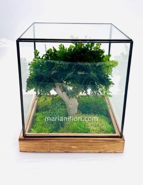 BONSAI ADIANTUM IN THECA GLASS 20X23 STABILIZZATO
