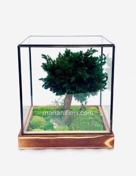BONSAI JUNIPERUS 20X20H23 IN THECA GLASS STABILIZZATO