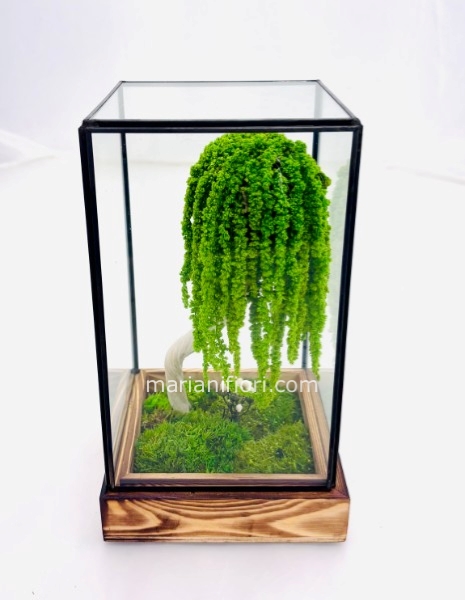 THECA BONSAI AMARANTUS STABILIZZATO 13X13H 23