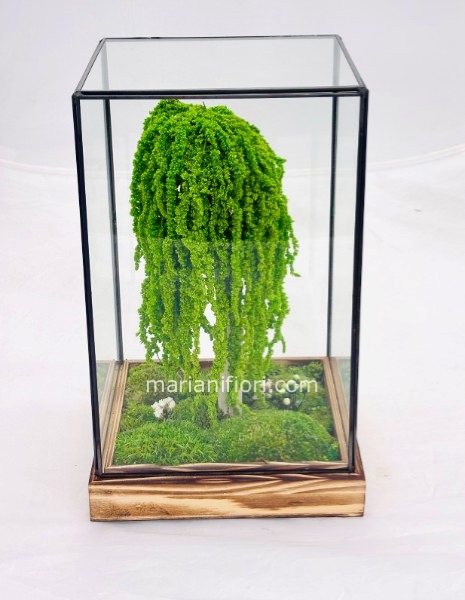 THECA BONSAI AMARANTUS STABILIZZATO  18X18 H30